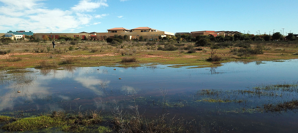 Vernal pools at miramar college