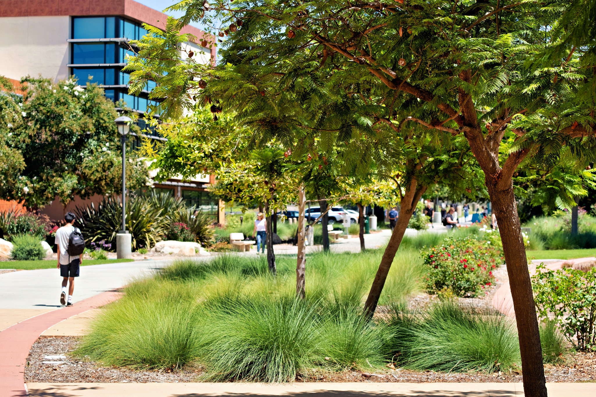 A student walking on a pathway at Miramar College is surrounded by trees and shrubs.