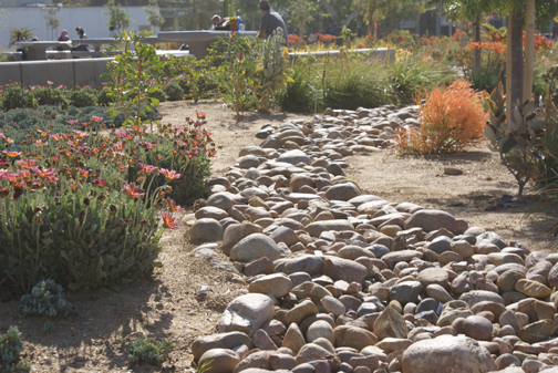 Garden on Mesa College campus