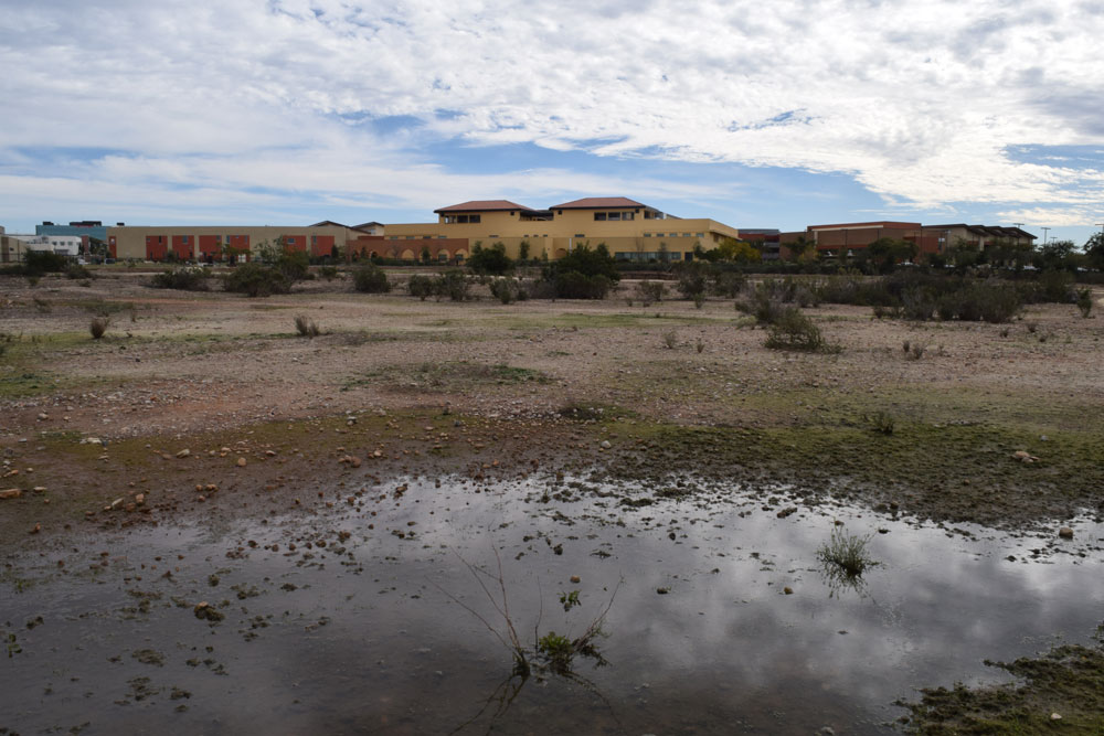 Vernal Pools and Trails at San Diego Miramar College