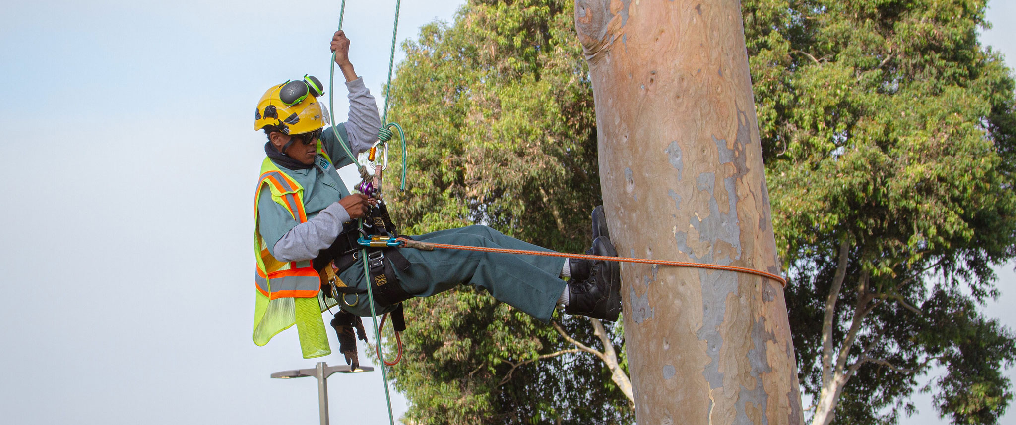 A student in the arborist program rappells down a tree while wearing a hard hat and a climbing harness