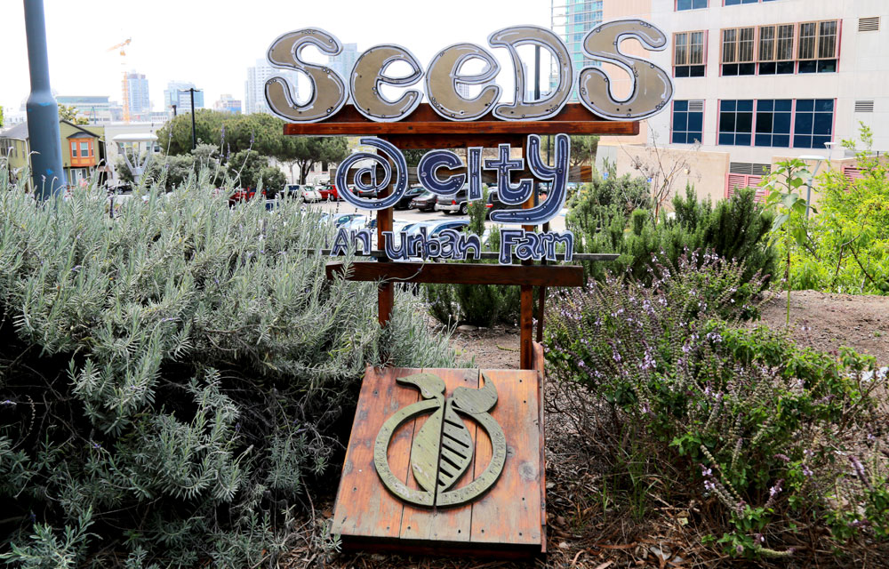 A Seeds at City sign in the urban farm at City College