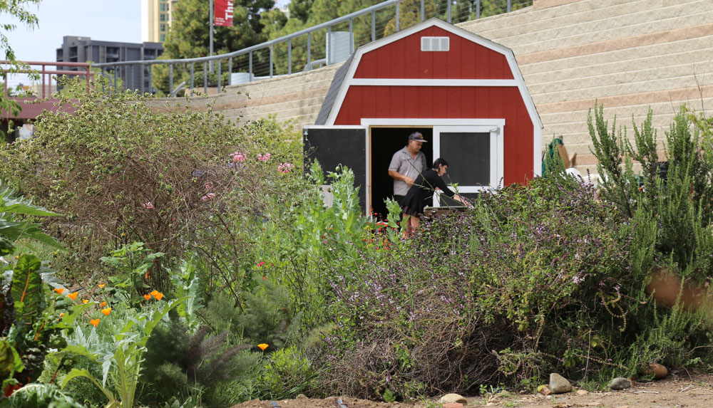 A red barn-like shed sits among the crops at the City College urban farm