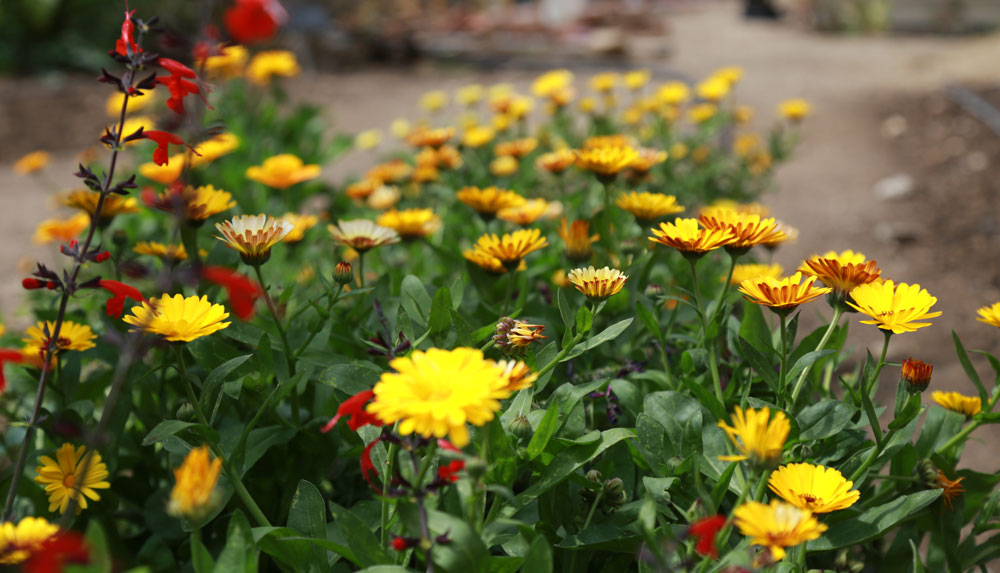 Rows of Flowers are in bloom at the City College urban farm