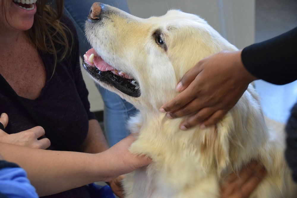 Therapy dogs