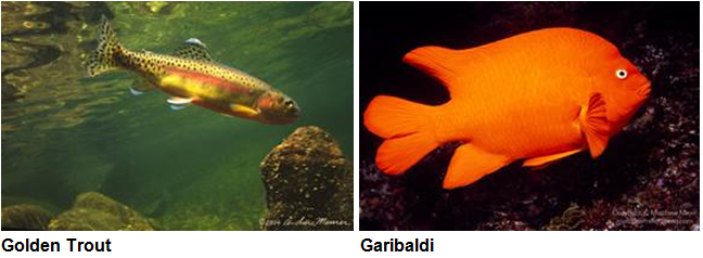 Golden trout and girabaldi fish