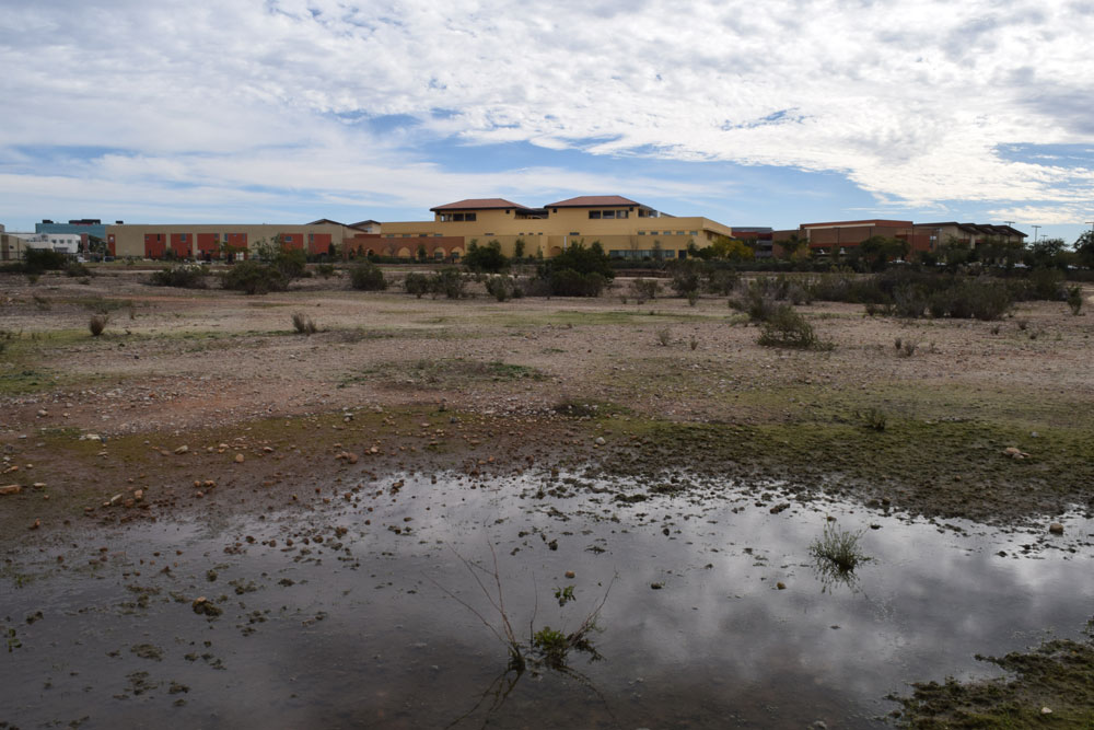 Vernal Pools and Trails at San Diego Miramar College