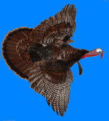 Photo of a turkey