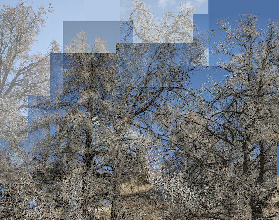 a picture of trees in the exhibit