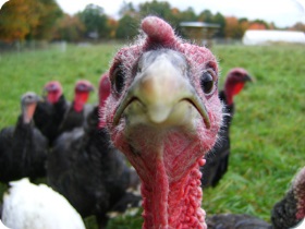 Closeup of a turkey's face