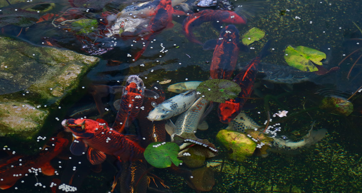 fish in the pond at Miramar College