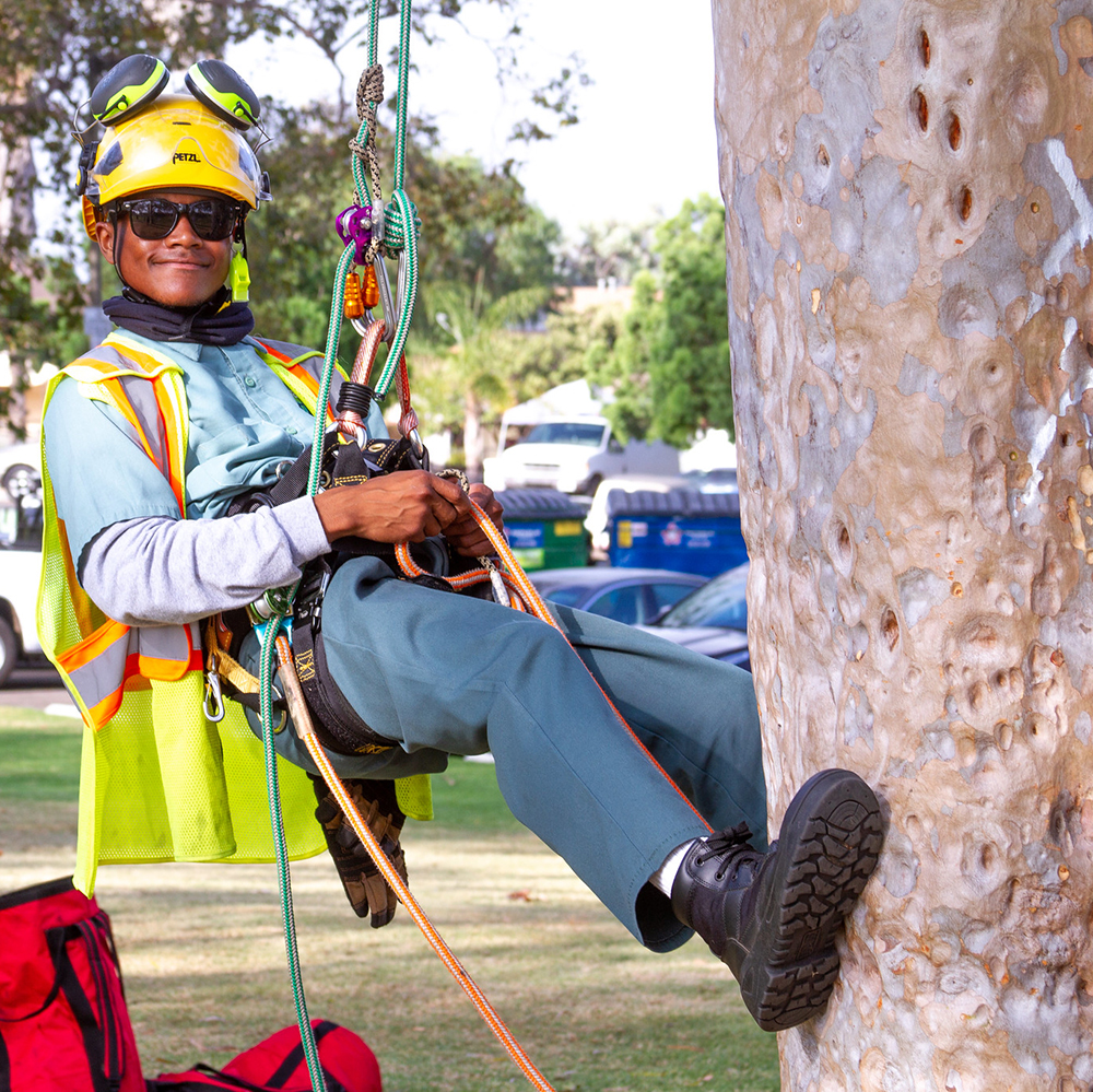 A student in the arborist program rappells down a tree while wearing a hard hat and a climbing harness