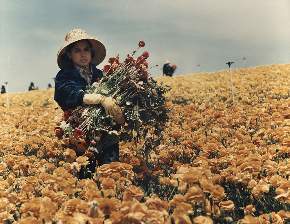 A woman in a field is carrying a bundle of flowers