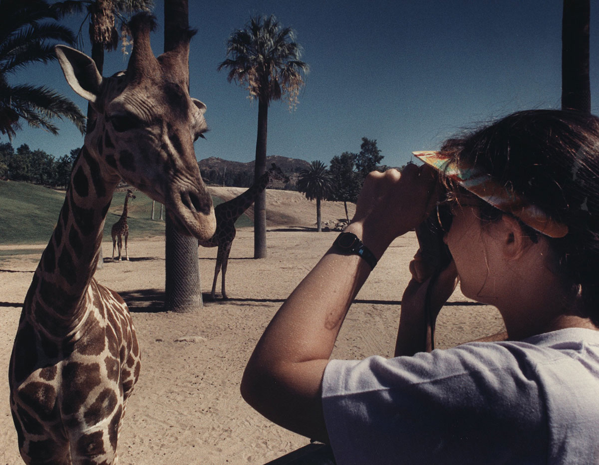 A girl photographs a giraffe at the zoo