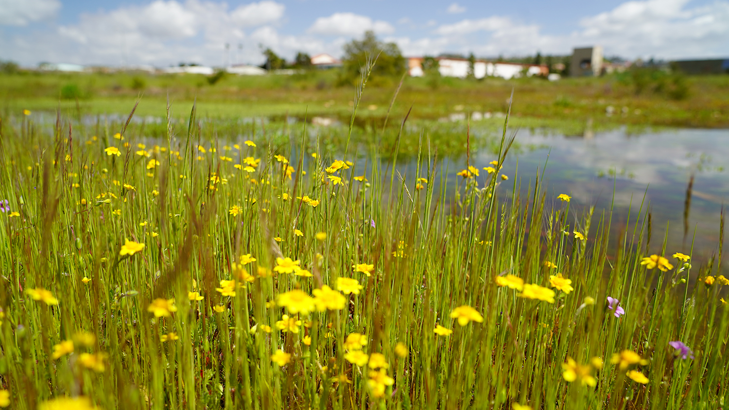 Vernal Pools at Miramar College Featured Image