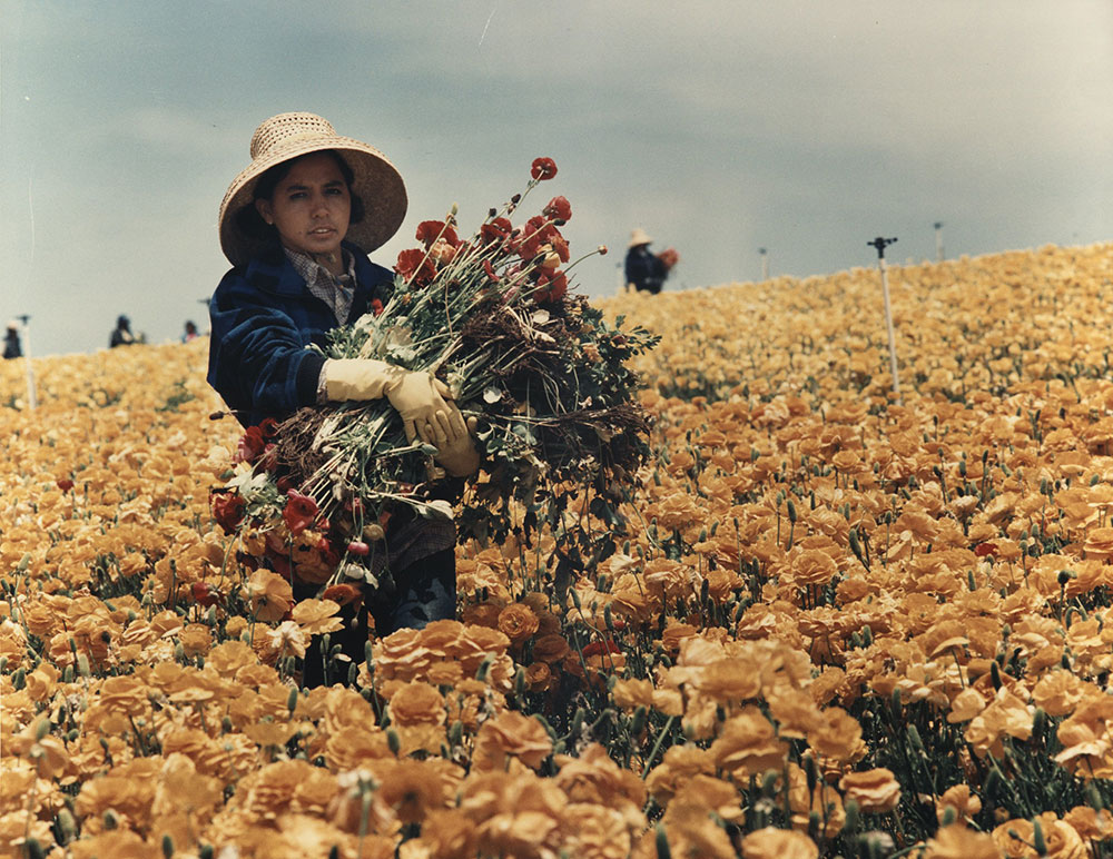 A woman in a field is carrying a bundle of flowers