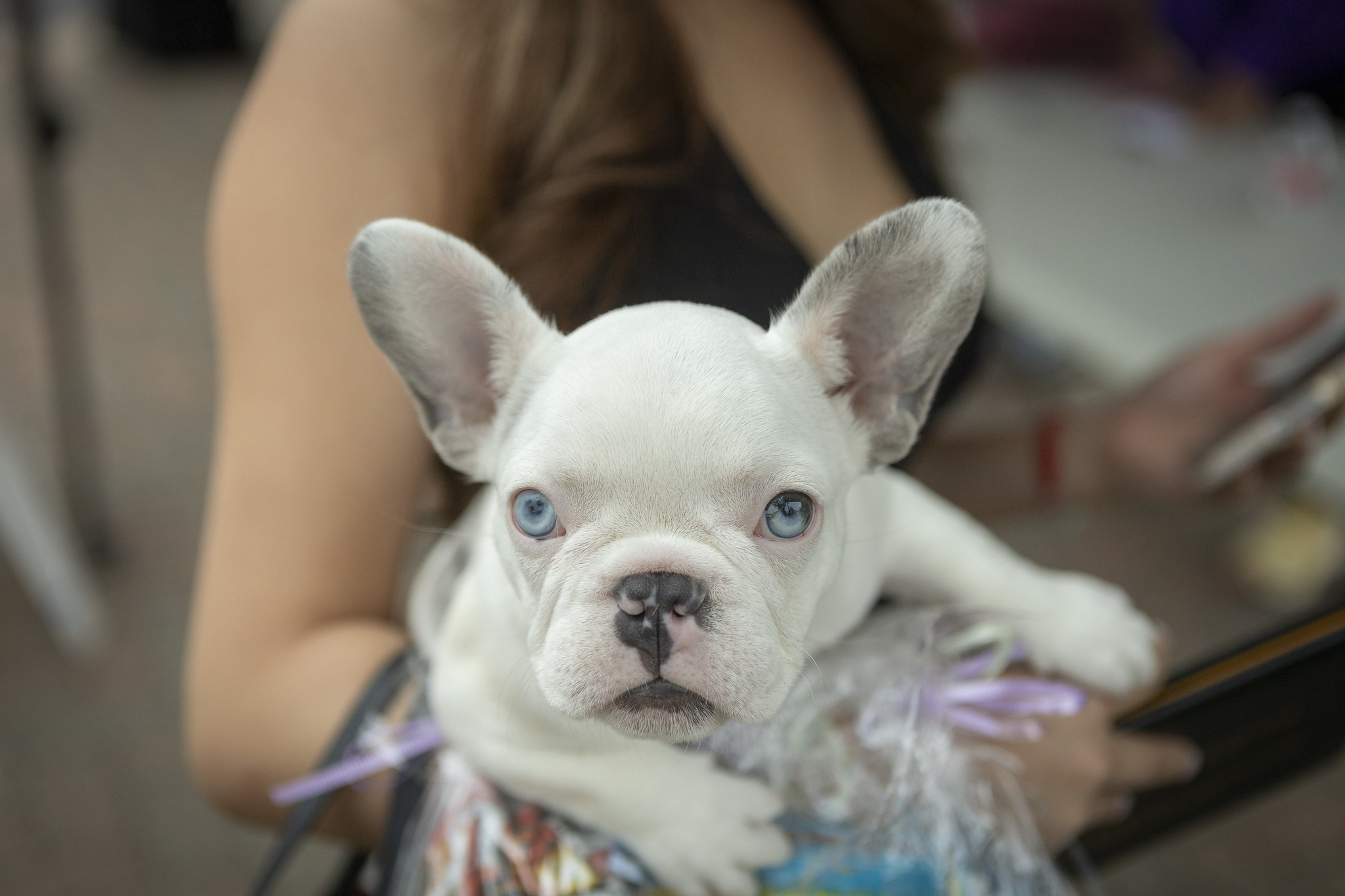 
Someone in the audience holding a small white French bulldog with bright blue eyes.
