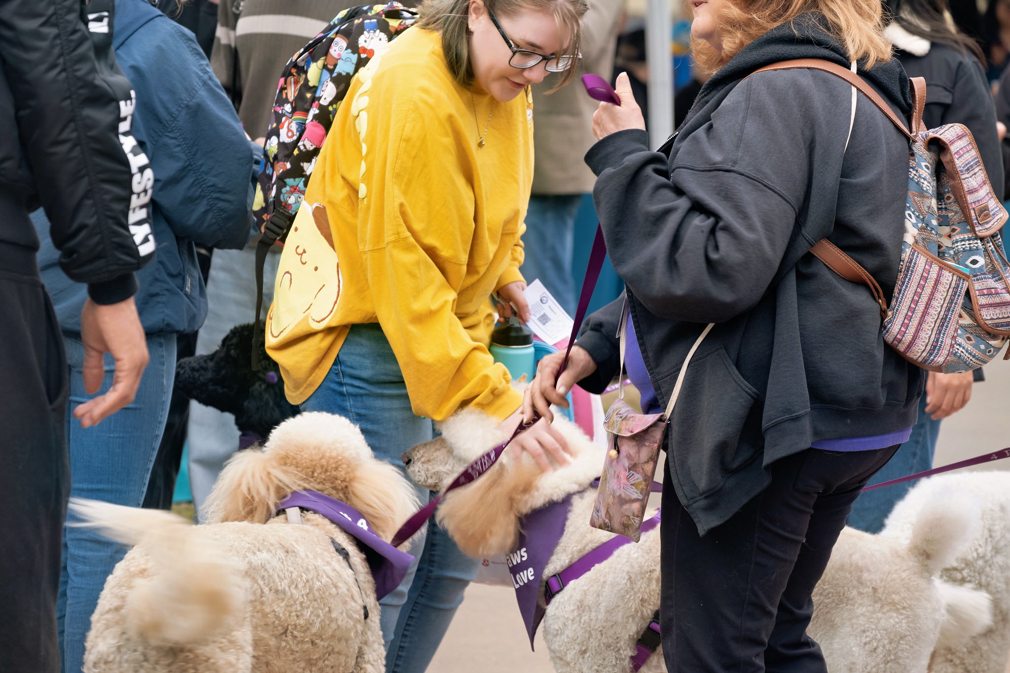 
Two poodles and a labradoodle from Paws for Love get pets from students at Miramar's welcome week.
