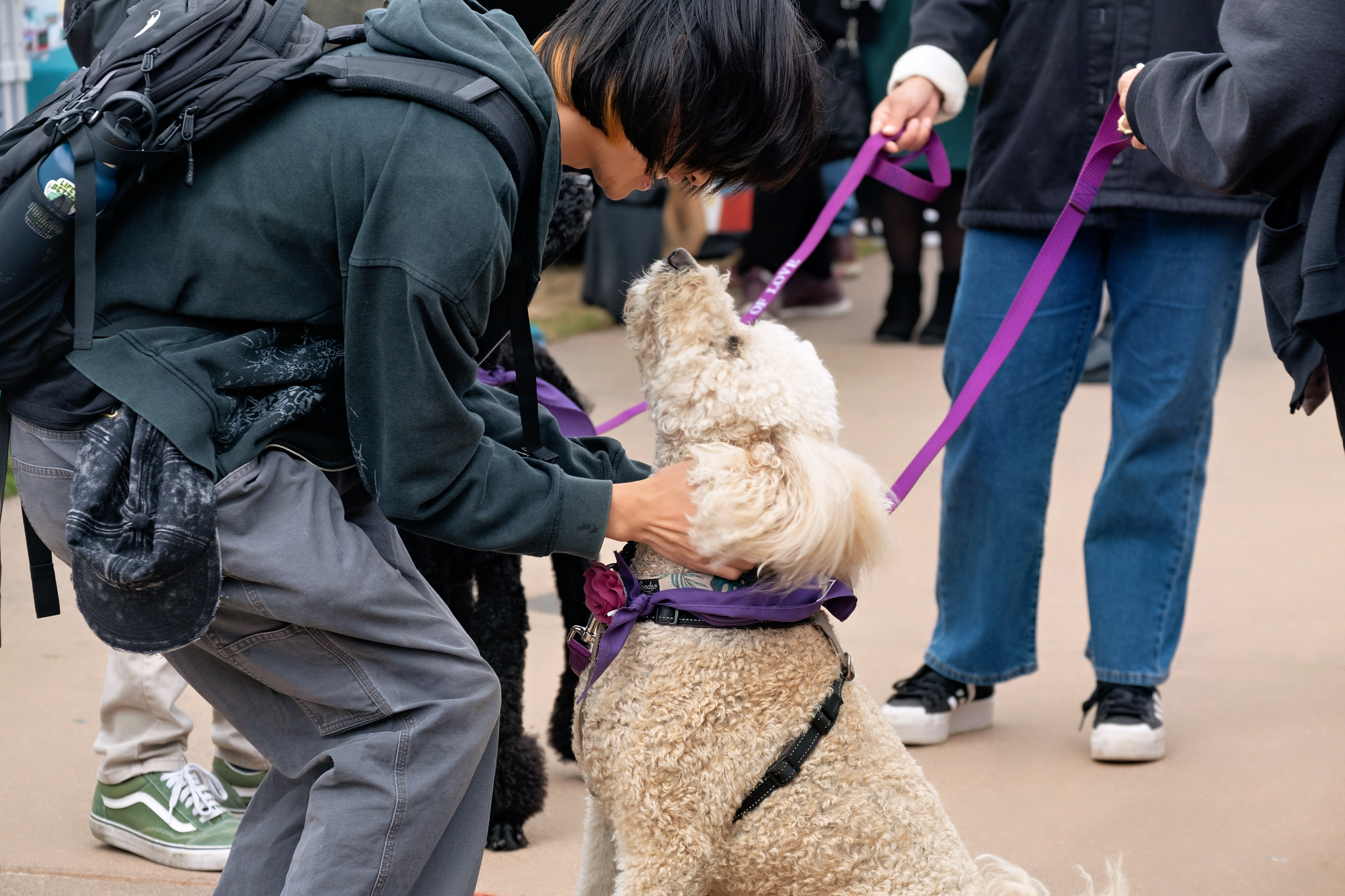 
A poodle with a purple scarf from Paws for Love greets students at Miramar's welcome week.
