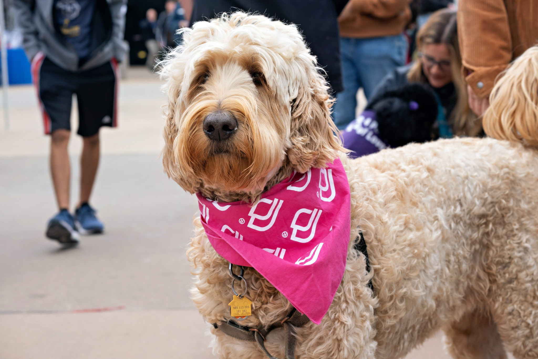 
A labradoodle with a pink scarf from Paws for Love greets students at Miramar's welcome week.
