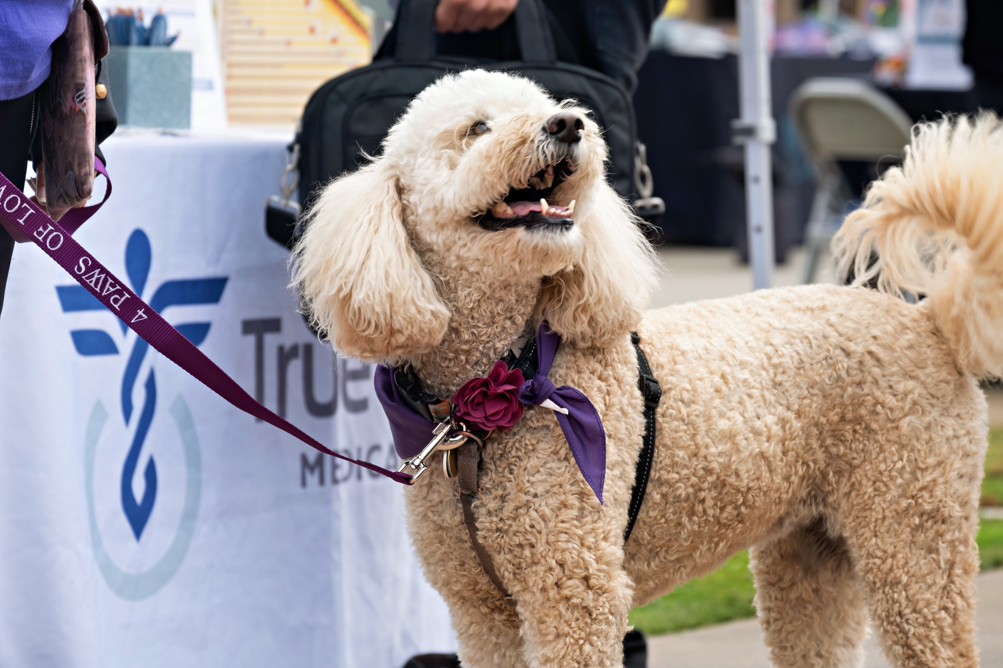 
A poodle with a purple scarf from Paws for Love greets students at Miramar's welcome week.
