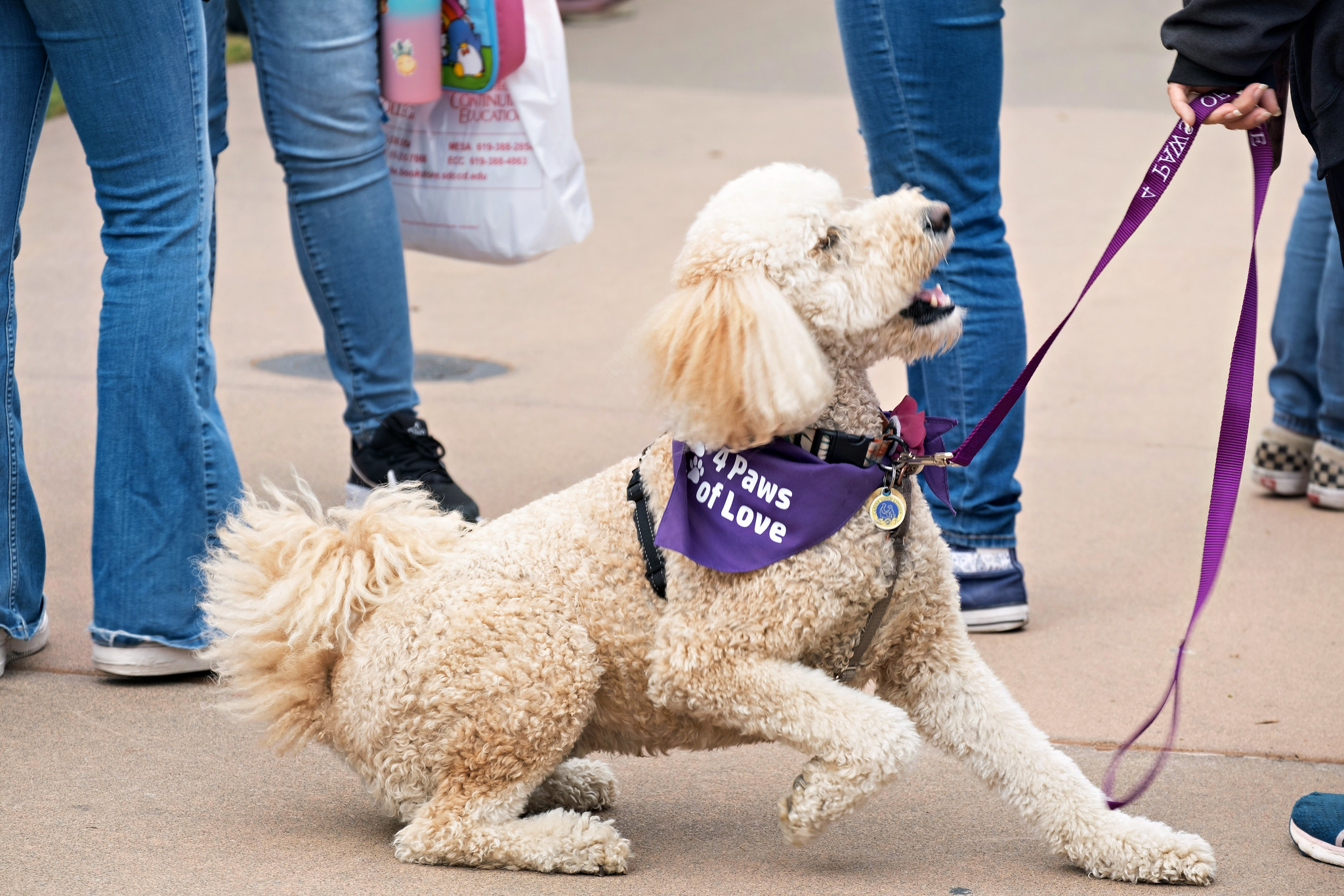 
A poodle with a purple scarf from Paws for Love greets students at Miramar's welcome week.
