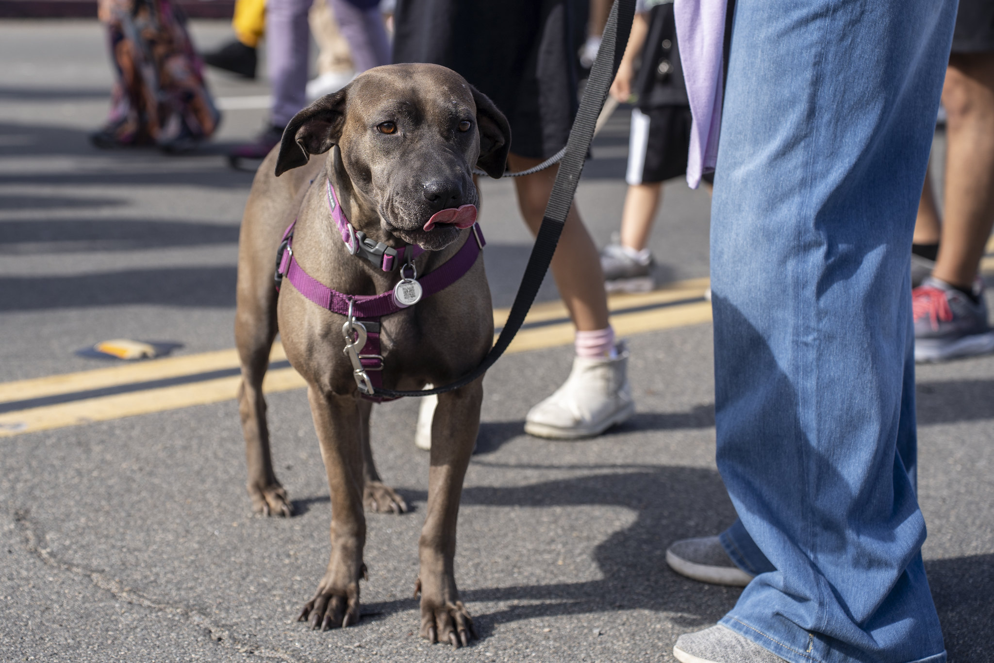 A dog walking in the parade.