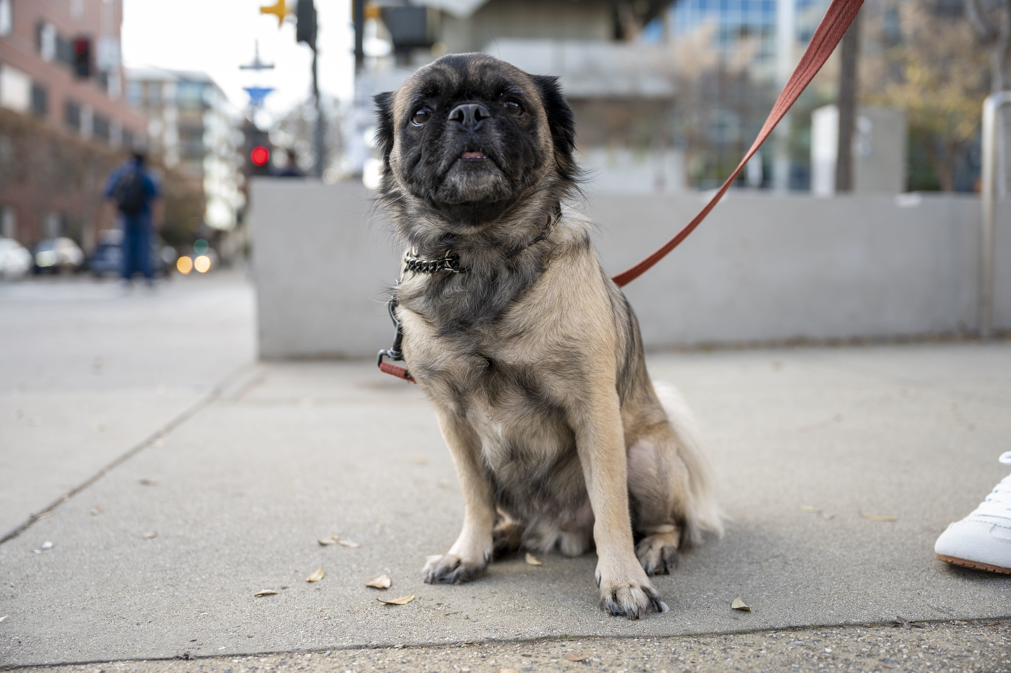
A pug on a leash at City College.
