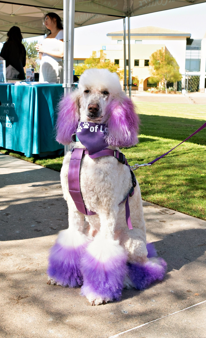 
A poodle with its ears and paws died purple.
